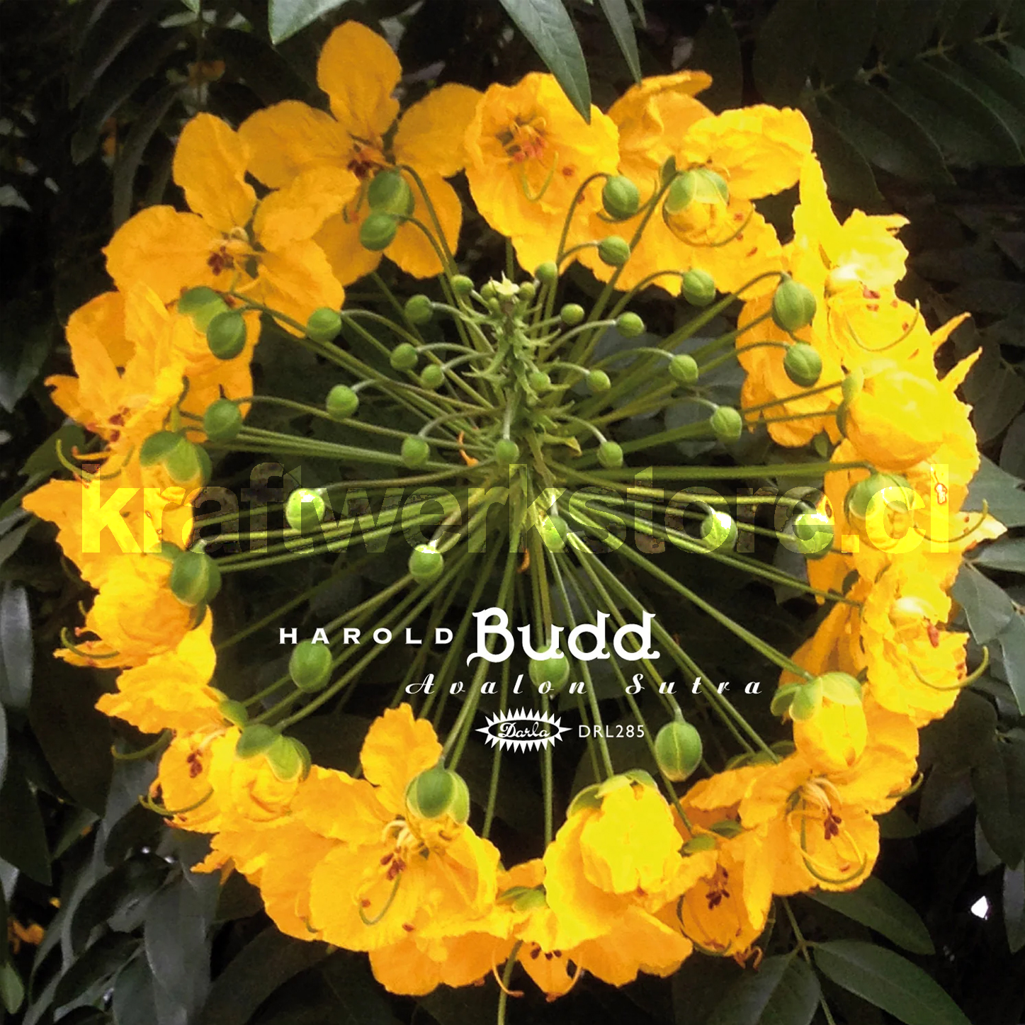 Harold Budd Avalon Sutra cover